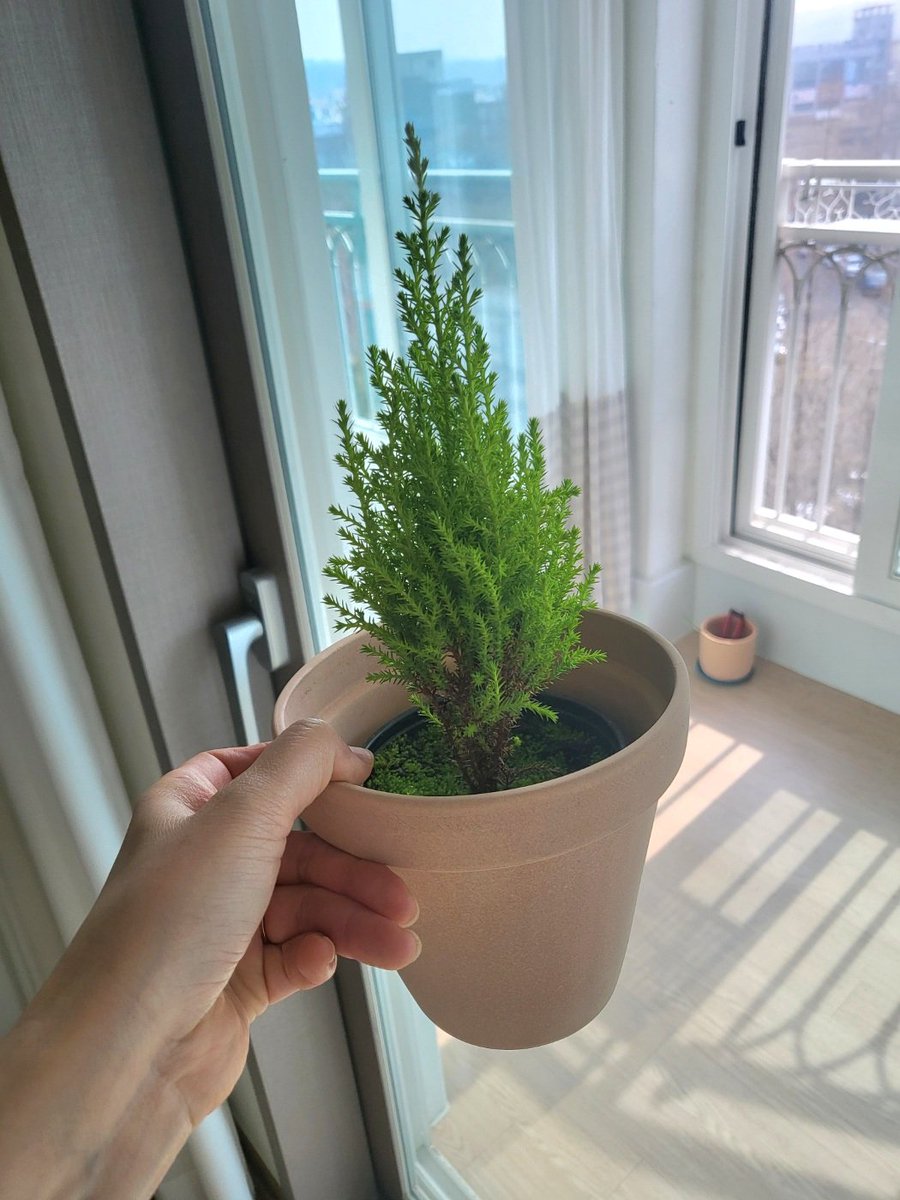 귀요미 율마를 델꼬옴ㅋㅋ