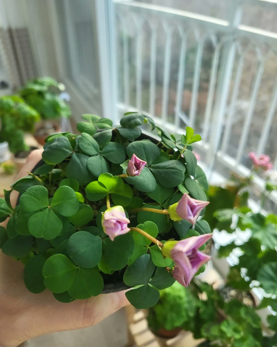 햇살 쨍한 날 활짝 피어주라😍