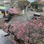 かね吉 一燈庵のツイート画像