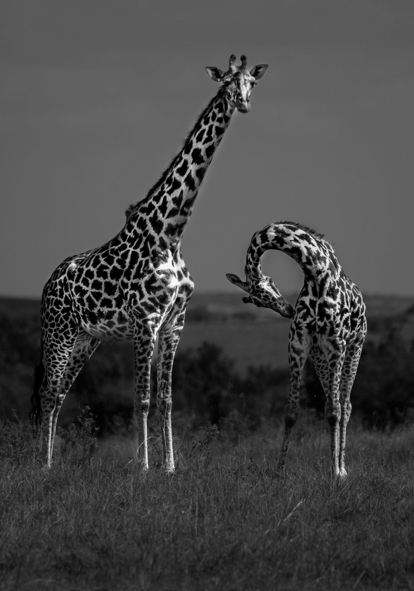 SilkSwati.Ξth tweet media