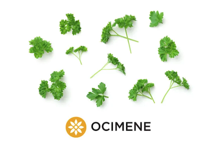 CarverJohns's tweet photo. The Cannabis Terpene Ocimene

This terpene has demonstrated possibilities in having certain anti-fungal, anti-inflammatory, and antiviral properties, though further research is needed on each.

https://t.co/IZii8rVfEB https://t.co/TtRgkMPEeQ