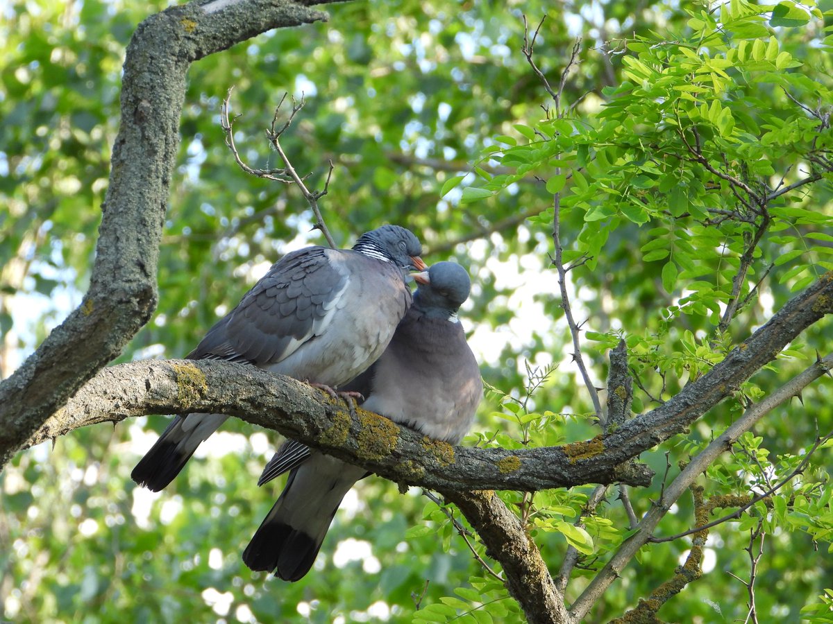 Two lovebirds?! 💕 No, these are common wood pigeons (Columba palumbus).
#pigeon #lovebirds #love #woodpigeon #Columbapalumbus #birds #bird #birding #nature #birdwatching #wildlife #Valentinesday