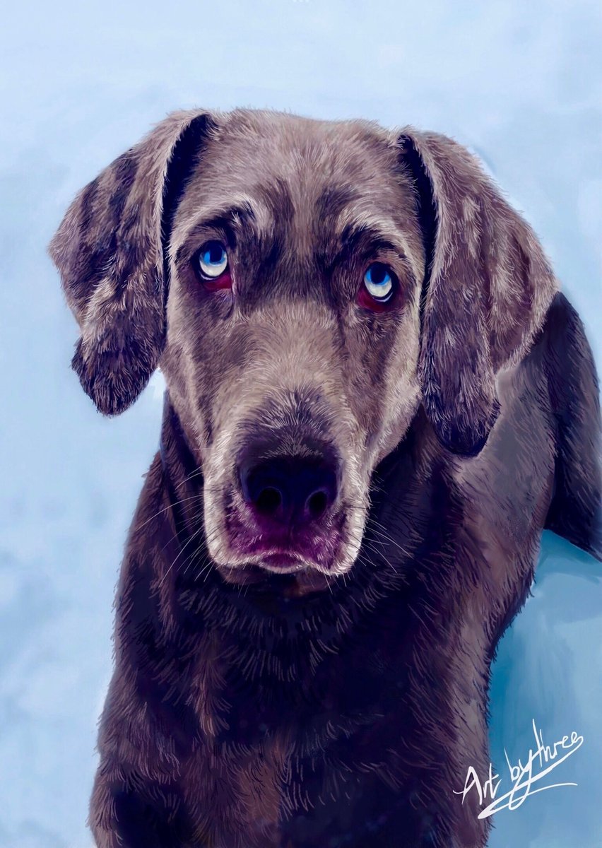 Keen to do some #Digital pet portraits! Just need an HD photo and we will supply a file and a mounted print for your pet. From £150 depending on the print size and type. Pencil portraits available too! #petportraits #mhhsbd #DigitalArtist #tuesdayvibe #petmemorial