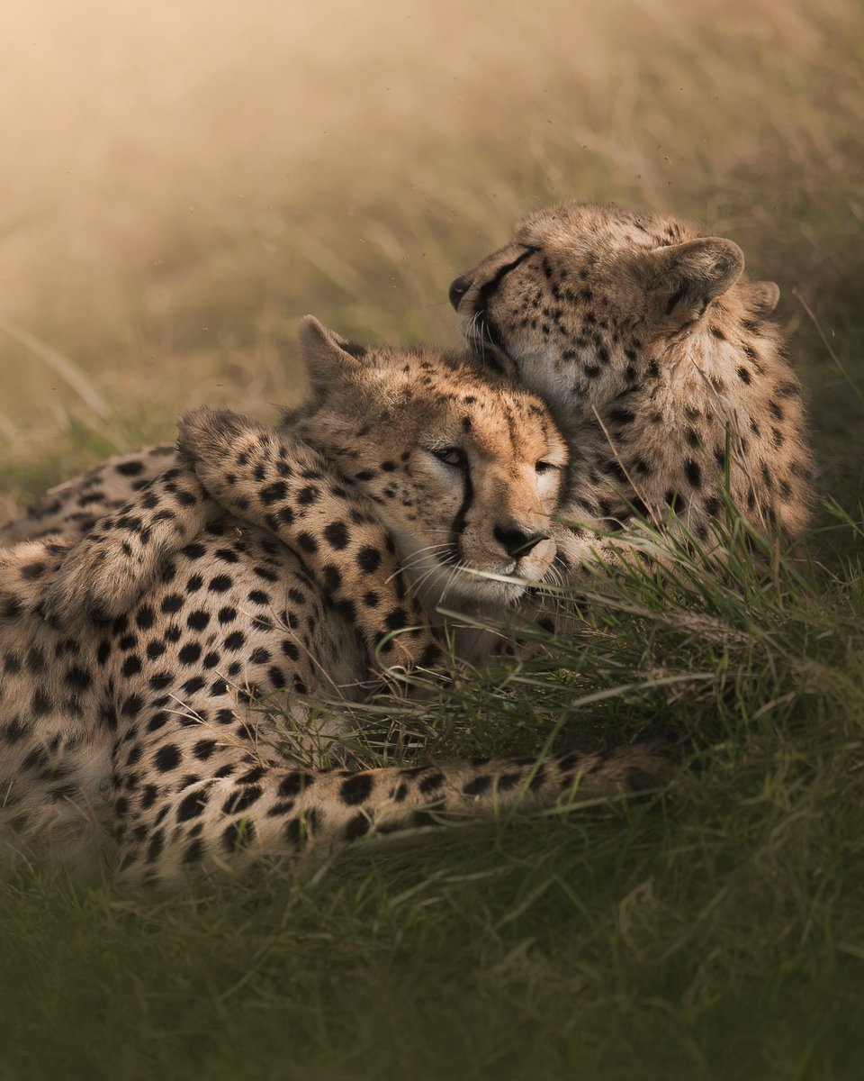 SubodhShetty tweet media