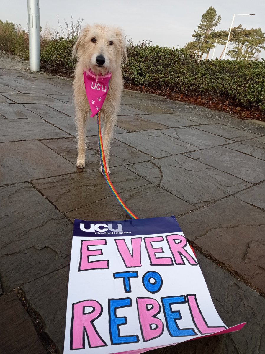 Petal is picketing for fair pay, pensions and working conditions. Be like Petal. Be with Petal. #ucuRISING #dogsonpicketlines 
@ucustandrews
 #solidarity
