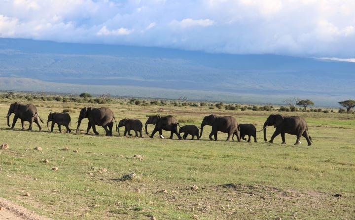 balutraveltd's tweet photo. Visit The 𝙃𝙤𝙢𝙚  Of African 𝙀𝙡𝙚𝙥𝙝𝙖𝙣𝙩𝙨-𝙎𝙚𝙣𝙩𝙧𝙞𝙢 𝘼𝙢𝙗𝙤𝙨𝙚𝙡𝙞

PPS kes 23,500(6pax)
PPS kes 27,300(4pax)
PPS kes 38,500(2pax)

𝑬𝒙𝒑𝒍𝒐𝒓𝒆 𝙬𝙞𝙩𝙝 𝑩𝒂𝒍𝒖 𝑻𝒓𝒂𝒗𝒆𝒍 𝑳𝒕𝒅
☎️ 0708278380
#sentrimhotels #elephant #tembeakenya #amboseli #BaluTravelDeal https://t.co/HjgBZw2pIE