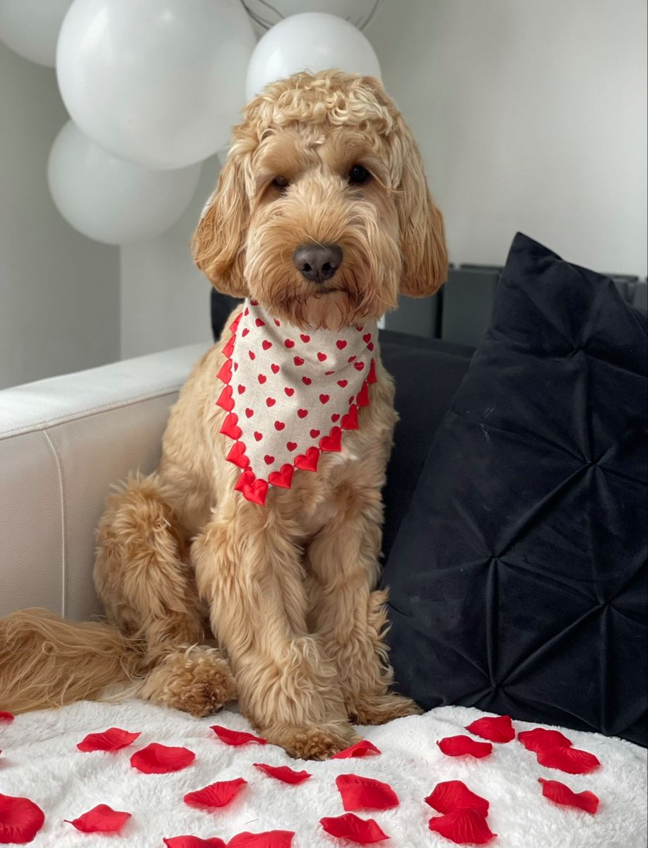 burnspetfood's tweet photo. Happy Valentine’s Day 🥰💘🐾

Have you treated the pooch you love to the ulti-mutt Valentine’s goodies? Use code LOVE20 for 20% off wet food and treats on the Burns  website 😍

Offer ends midnight tonight, so whatcha waiting paw?!

📸 IG @hugoandigo who is #poweredbyburns 🫶🏼 https://t.co/1hPhfzE152