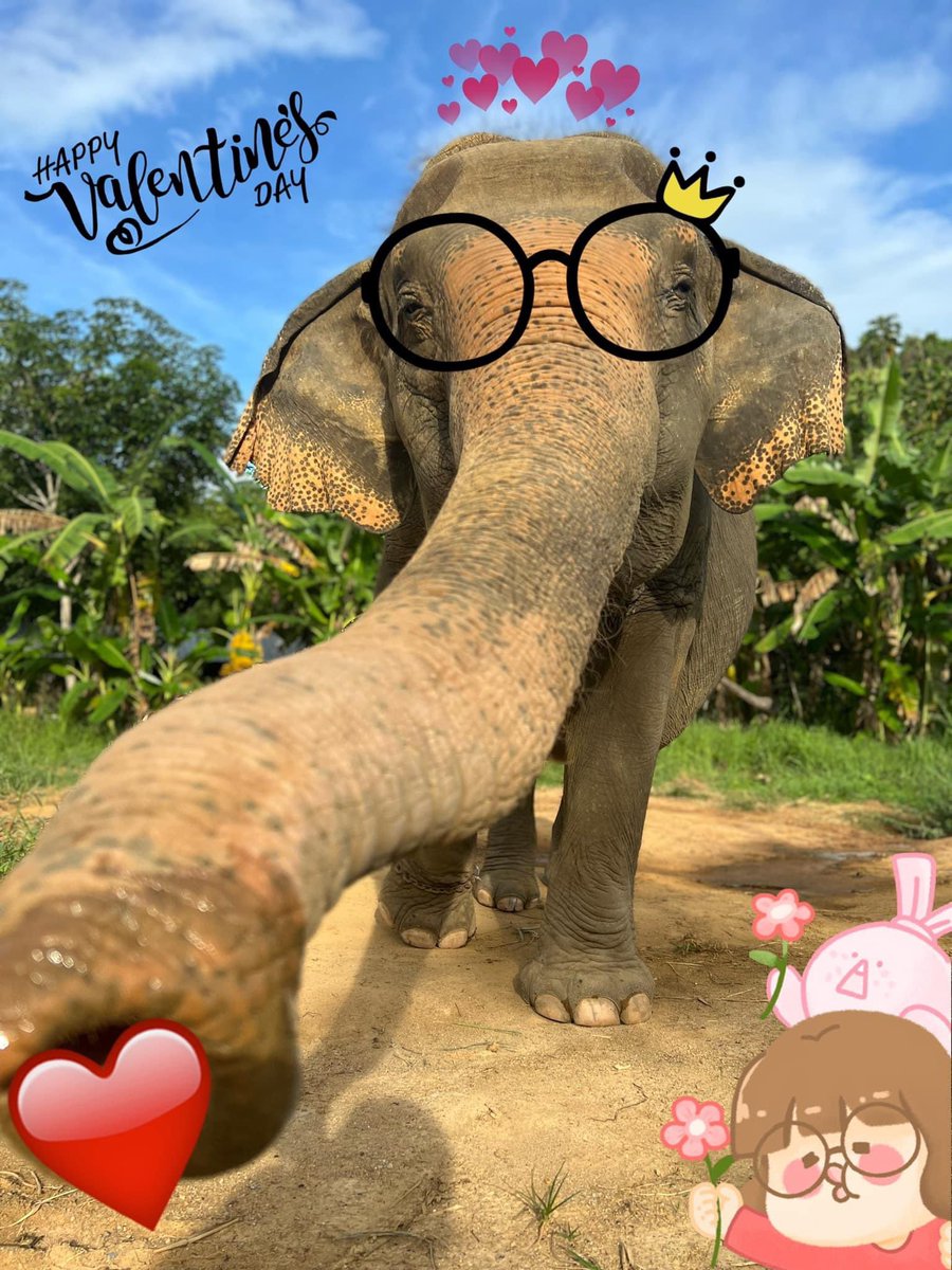 ช้างพังยายแสงดาว พังยายจันดี🐘🐘 tweet media