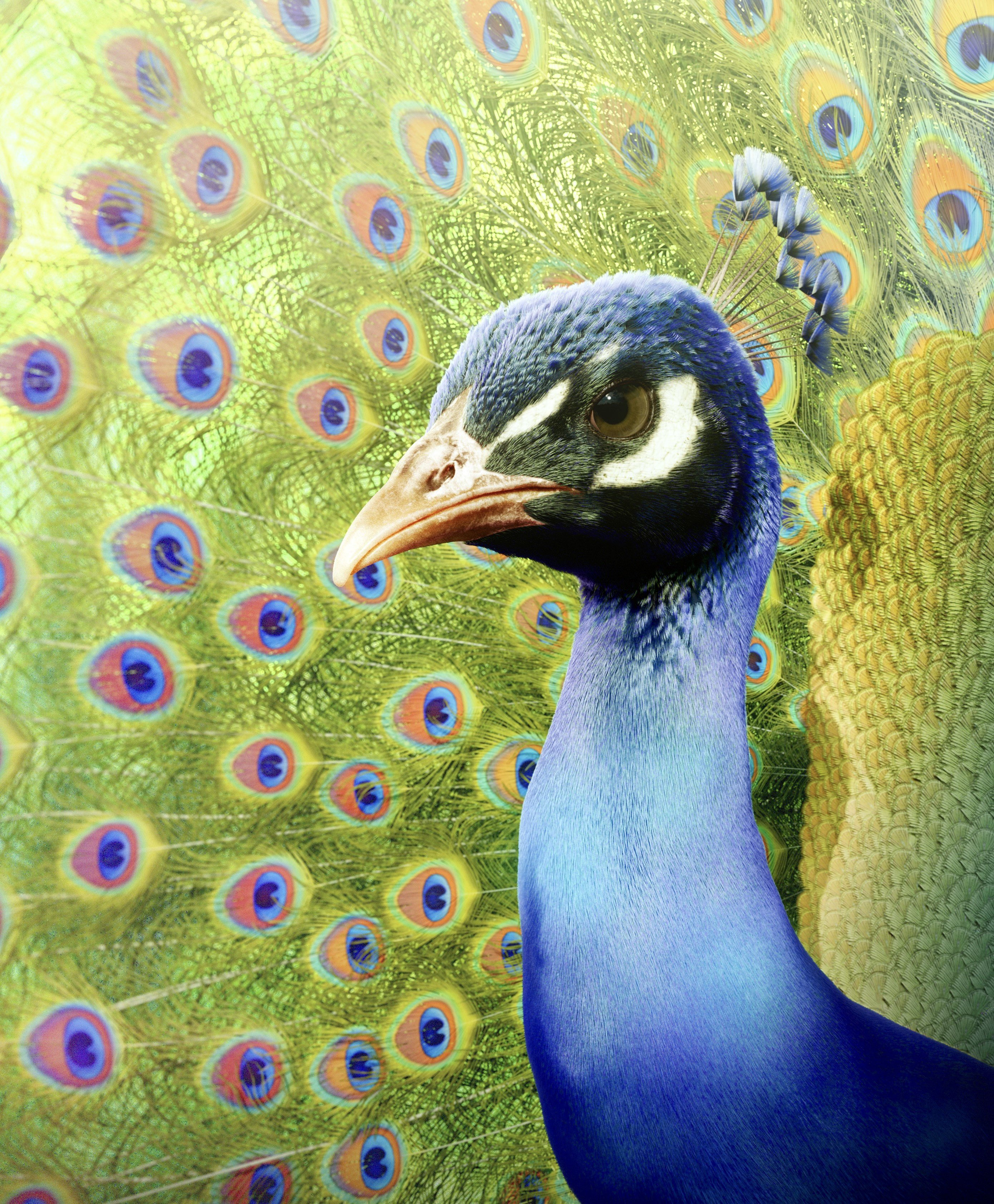 ルーデン/ Luwden (luwdens) / Twitter