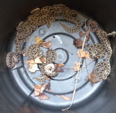 JoburgParksZoo's tweet photo. Johannesburg Zoo is currently housing two adult male and female puff adders that are parent to 14 babies that were born on the 18 January 2023. The 14 babies are kept in one snake enclosure and they are doing fine. #JoburgZooNewBabies #PlanYourZooVisit #ZooToYou https://t.co/ujy4pXmH84