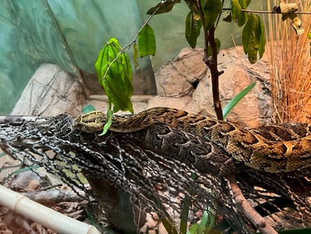 JoburgParksZoo's tweet photo. Johannesburg Zoo is currently housing two adult male and female puff adders that are parent to 14 babies that were born on the 18 January 2023. The 14 babies are kept in one snake enclosure and they are doing fine. #JoburgZooNewBabies #PlanYourZooVisit #ZooToYou https://t.co/ujy4pXmH84