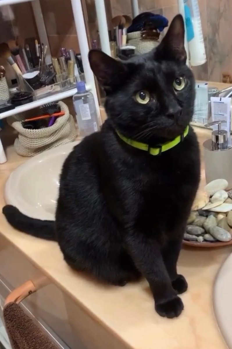 Nuestro gato se fue de casa el sábado 11 por la mañana y no ha vuelto. Se llama Wally, tiene chip, está castrado 
Vivimos en Ca's Català (justo arriba de las escaleras . Es muy bueno y no tiene miedo a las personas
Mi teléfono es 671387404.Mallorca España