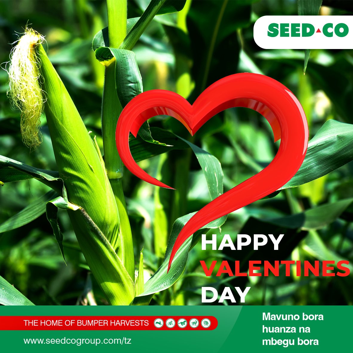 seedcotz's tweet photo. Happy Valentines from Home of Bumper Harvest. https://t.co/fKLqUy8l18