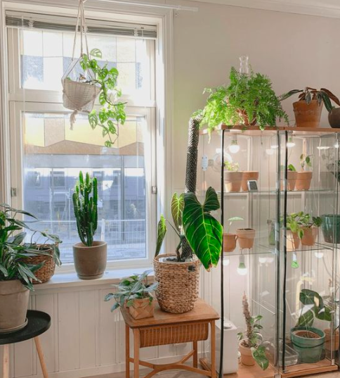 Urban Plant Home tweet media