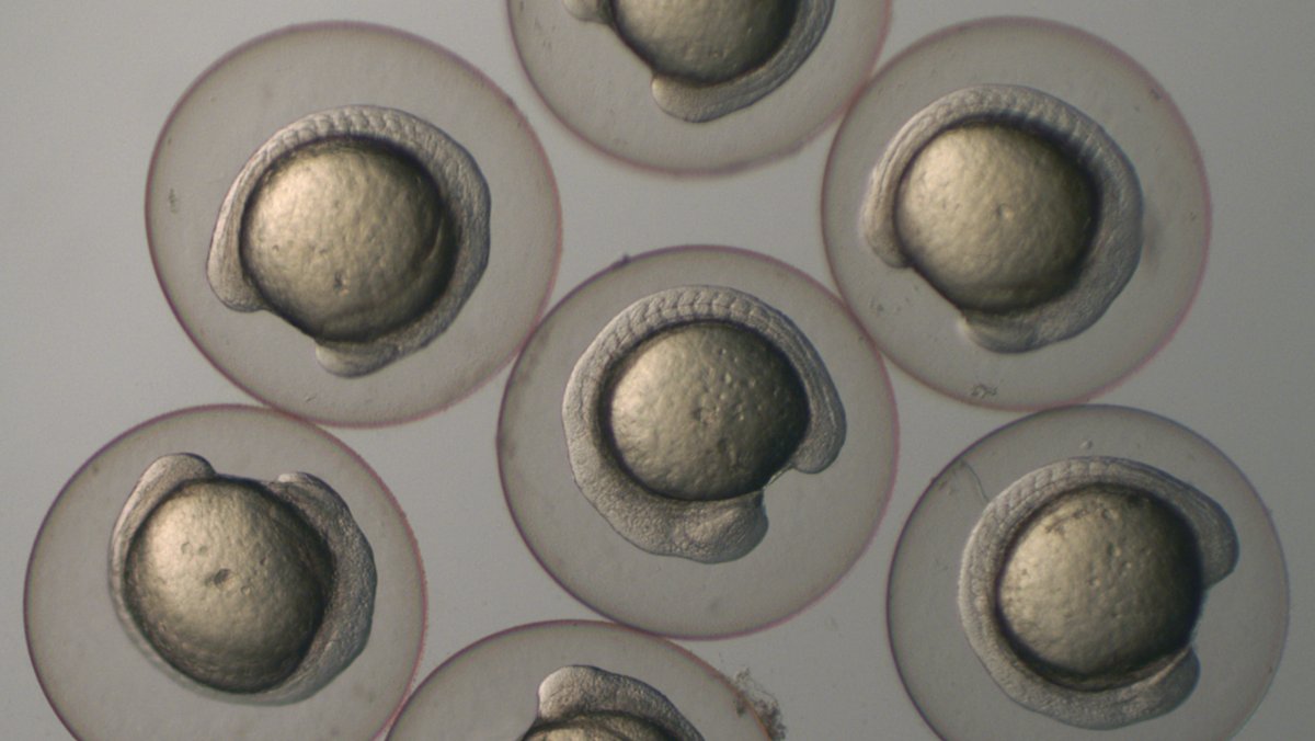 MaxPerutzLabs's tweet photo. New in @CellReports by the @AmeresSL lab and @PauliGroup @IMPvienna! Using the SLAMseq technology, the scientists could gain insight into the organization of gene expression during maternal-to-zygotic transition in zebrafish. @IMBA_Vienna Read more: https://t.co/fDjid4CbID https://t.co/O7TScRFuOf