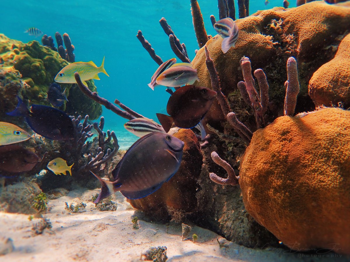 ICRI_Coral_Reef's tweet photo. 🚨Don't miss the Mesoamerican Reef 2022 health report by the @HealthyReefs🚨

Key findings:

🎣Less than 10% of the #Mesoamerican reef coral reef area is protected from fishing
🐠Decline in #fish is a problem
🪸Overall reef health is poor

Learn more👉https://t.co/fyBX9OZuZW https://t.co/iRkfZJCE4Q