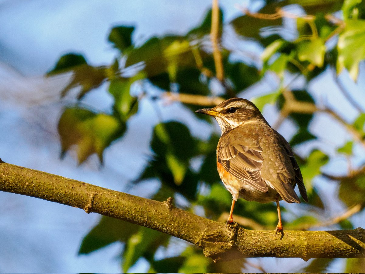 Lovely to see redwings feeding in the ivy <a href="/RSPBMiddleton/">RSPB Middleton Lakes</a> yesterday