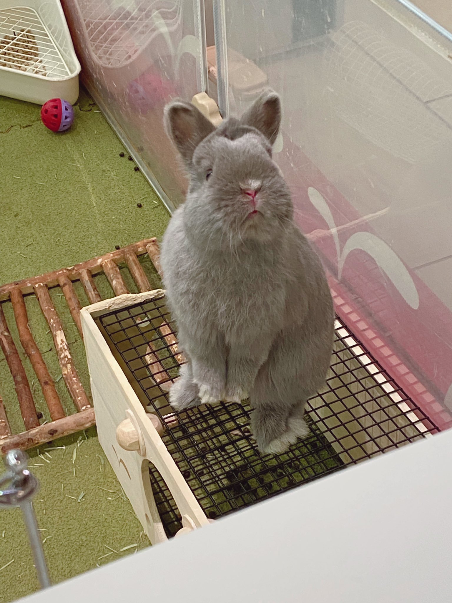 うさと　トップス セール2日目〜！ うさちゃんも綺麗に身支度をして、お客様のご