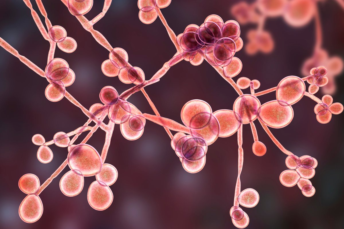 SuperbugsExeter's tweet photo. What's under the #SuperbugsExeter microscope today?
🦠Candida🦠
Did you know that candida is one of the most common infectious fungus? It's responsible for things like oral thrush and skin rashes. One tenacious strain, Candida auris, is a #Superbug spreading across the globe! https://t.co/U7Y1EB7Box