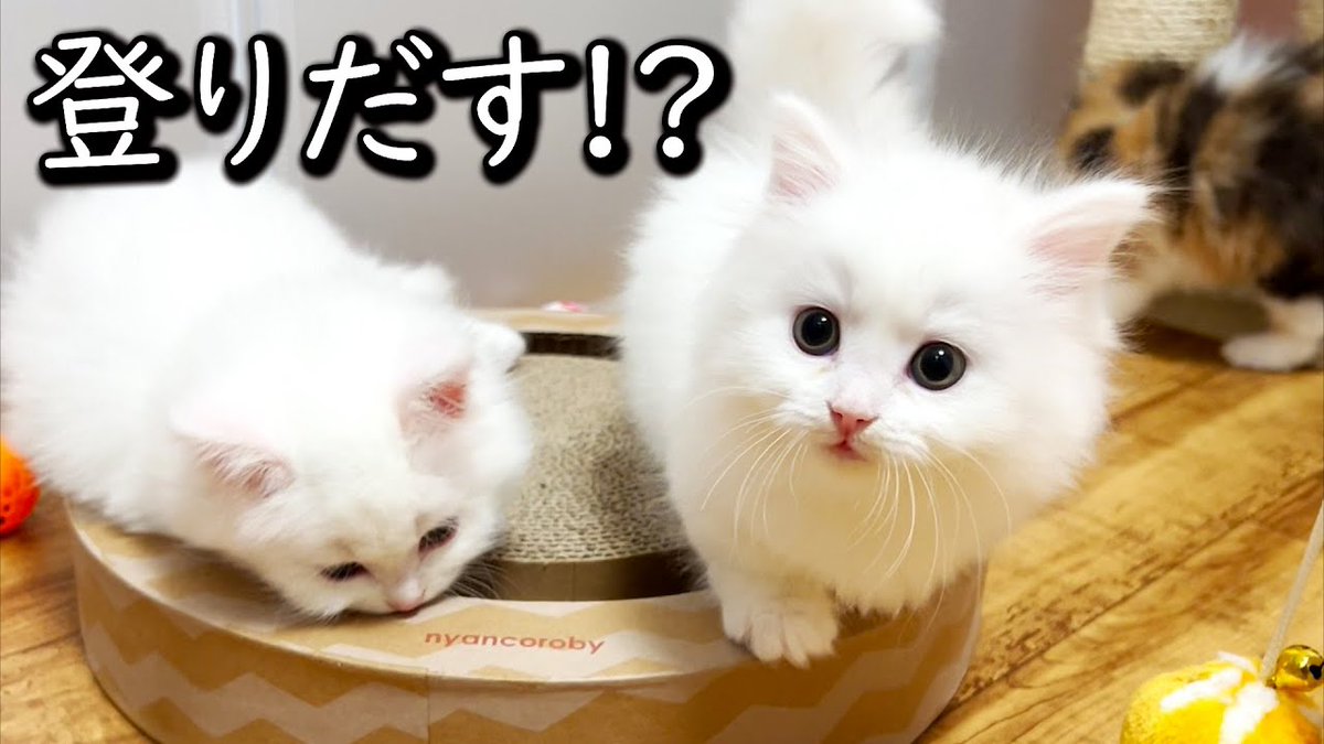 MeowMoeDotCom's tweet image. 【マンチカンの子猫】子猫がついにポールを登りだしたのか！？な件 ∼猫のいる生活Vol ...
 
meowmoe.com/35631/
 
#Neko #TinyKitten #マンチカン #マンチカン子猫 #ミヌエット #もちまる日記 #子猫 #猫出産 #白猫