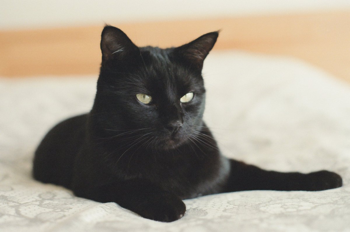 ntmrsst's tweet photo. je lance une bouteille à la mer mais bon..
on a perdu notre chat, il est tout noir et a 2 petites tâches brunes sur les pâtes avant ; il est très grand et fin.
si jamais vous l’apercevez, venez dm svp:(🥹 https://t.co/gmJBBCDg5S