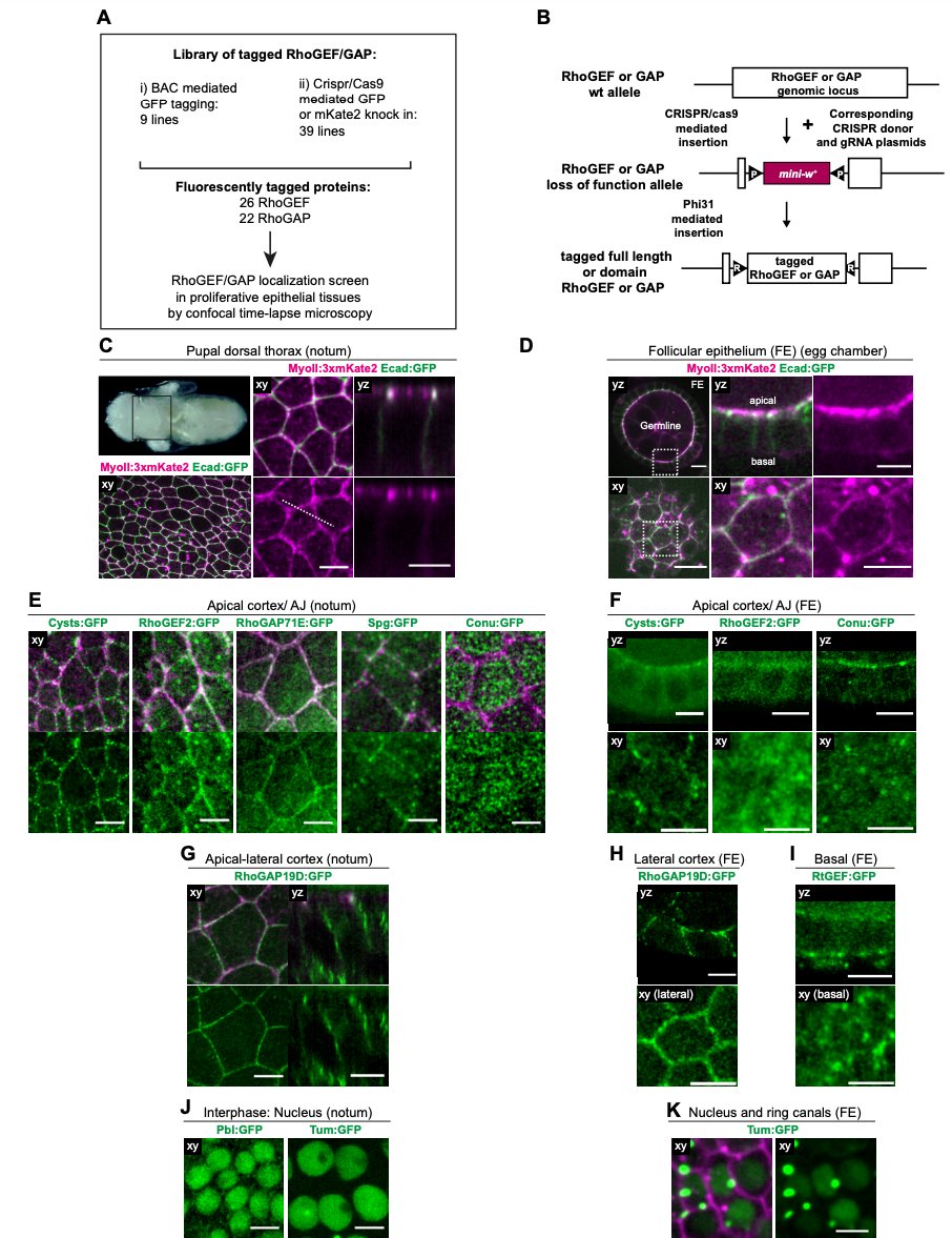Yvon Jaillais tweet media