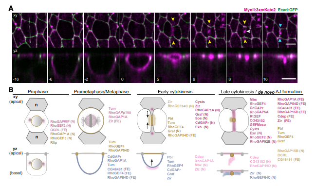 Yvon Jaillais tweet media