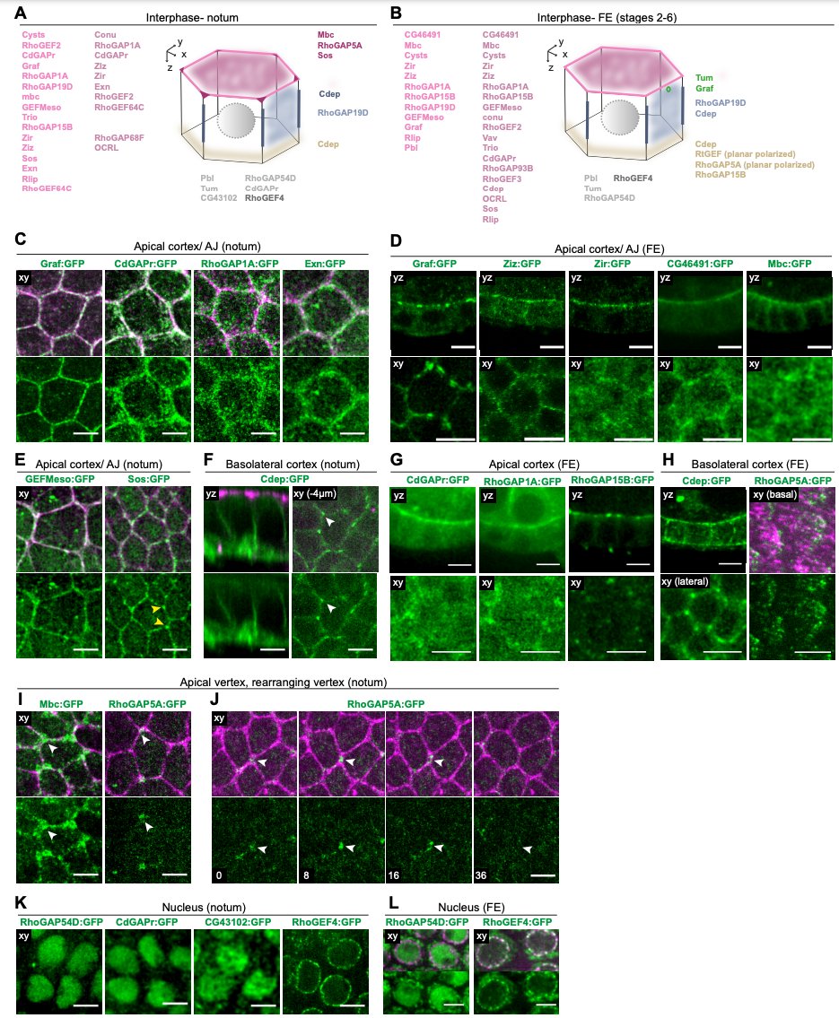 Yvon Jaillais (@yvonjaillais) on Twitter photo Systematic analysis of RhoGEF/GAP localizations uncovers regulators of mechanosensing and junction formation during epithelial cell division <a href="/CurrentBiology/">Current Biology</a>
cell.com/current-biolog… Systematic analysis of RhoGEF/GAP localizations uncovers regulators of mechanosensing and junction formation during epithelial cell division <a href="/CurrentBiology/">Current Biology</a>
cell.com/current-biolog…