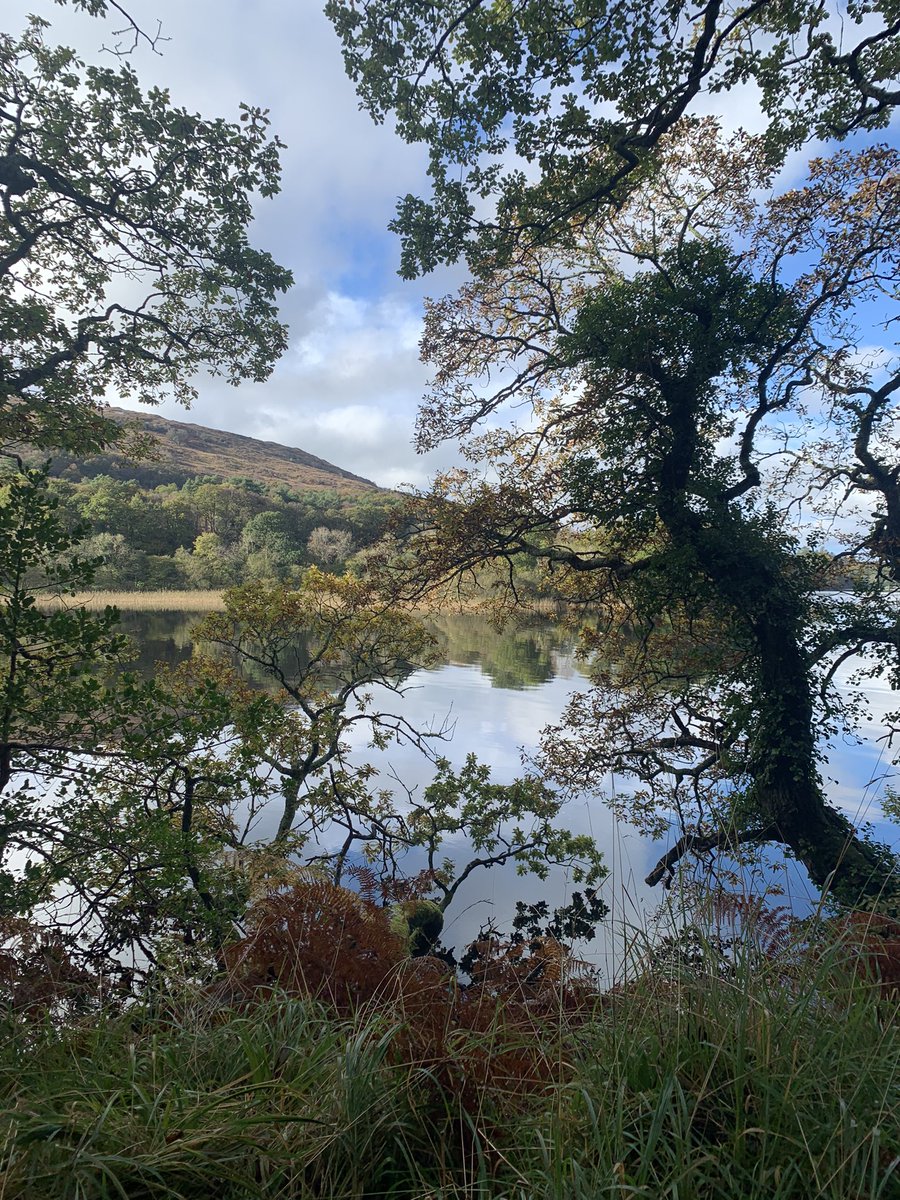 #heartofsligo  Slish wood 💕