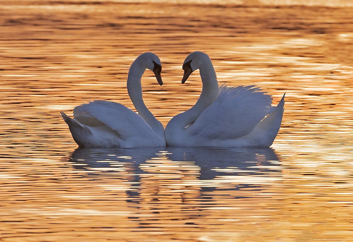 It’s #ValentinesDay so what better than a lovely pair of #swans I captured last week in #kensingtongardens have a lovely day everyone ❤️ 💕 ❤️ #wildaboutbooks @patlinberg @tammymarlar @LesleyAM13 @MiradorDesign @KristiTange @SophieCarrPhoto @janicethefish @GblAria @theroyalparks