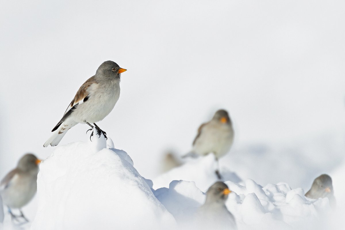 In today's lunch seminar at the Swiss ornithological institute, @ChristianSchano talks about snowfinches, cold-adapted passerines in a warming world.
Photo: @ChristianSchano
#FoodForThought #VogelwarteSempach