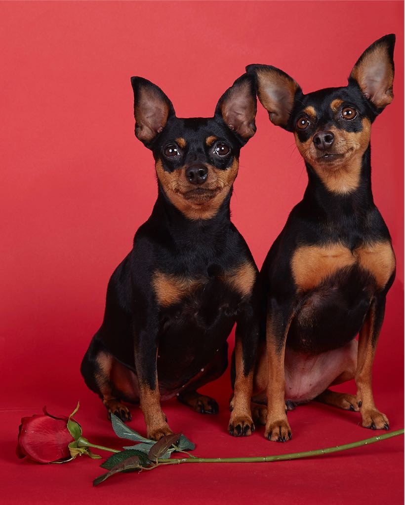 Wilma Kirsten 🍽📚 tweet media