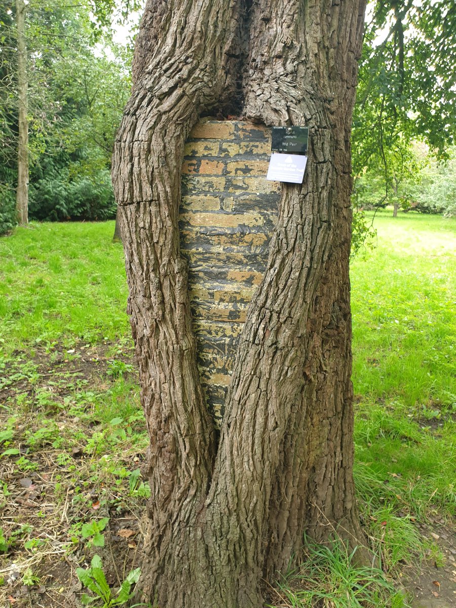 A valentine's day themed #thicktrunktuesday This incredible pear tree that had a cavity bricked over in Cambridge Botanic Gardens and is regrowing in the shape of a heart!!