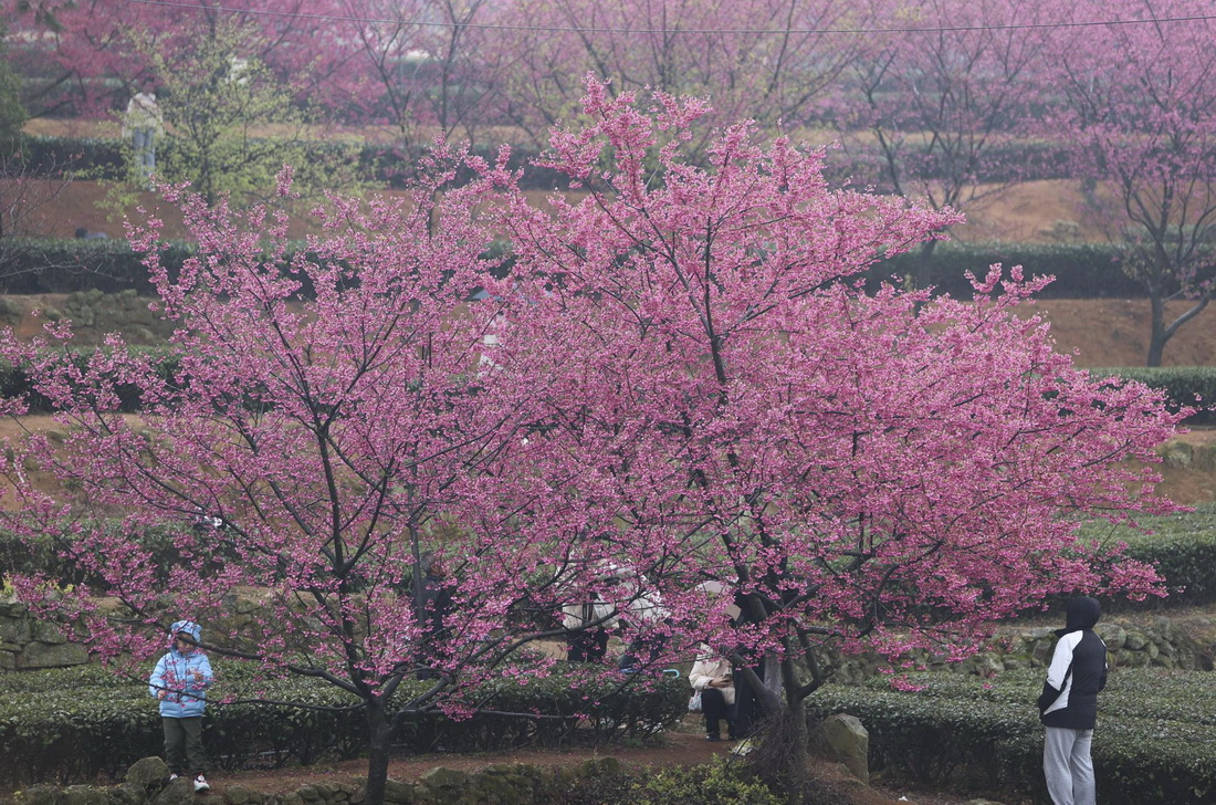 ChinaDaily's tweet photo. #ChinaCanvas Cherry trees blossomed in an ecological tea garden, adding patches of pink to a green mountain during the #spring season in Xiamen, Fujian province. https://t.co/AckI8SQ5lL