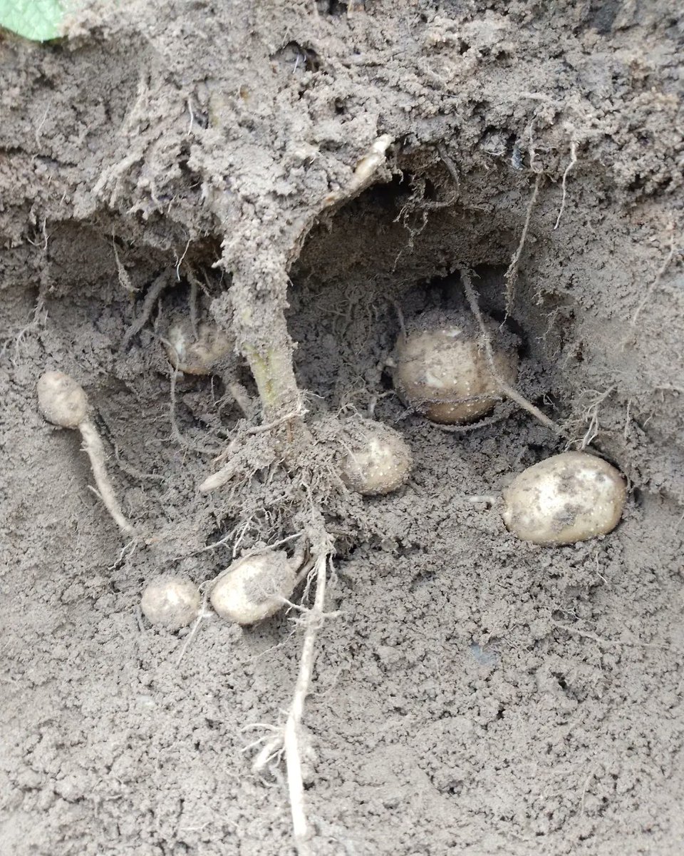 brytgv's tweet photo. Trust the process.🥔
#PotatoFarmer #Potato #YoungandHappy #YoungandFarming https://t.co/kzCUJS9pm7