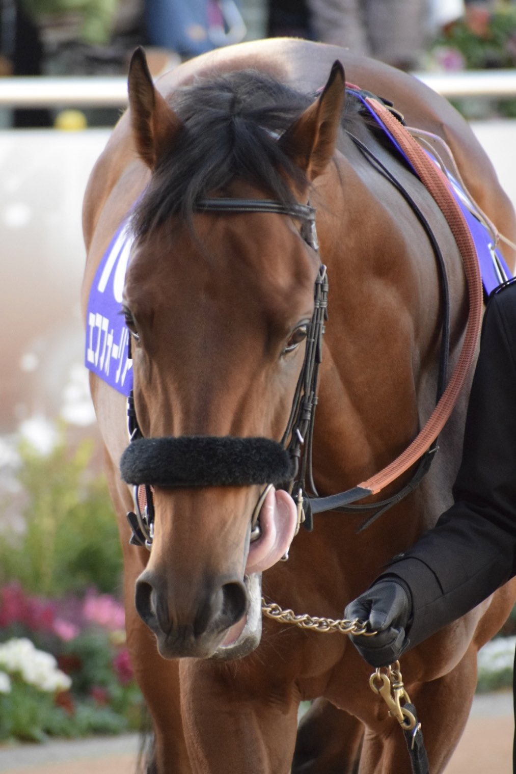 馬券　エフフォ－リア(現役最後) GI3勝・21年度代表馬のエフフォーリア電撃引退、レース中に