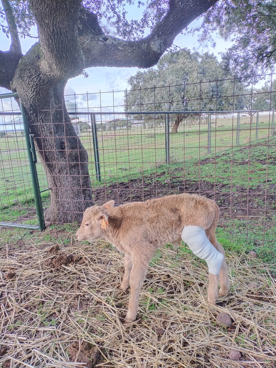 ACN_Veterinario's tweet photo. 💪Así de importantes son estos #SUPERVIVIENTES, hoy con nombres propios como Pablo Castilllo o Ricardo Morales o Juan José Ramírez, que desde su #ADSG de la #DehesaSalmantina nos hacen llegar estas imágenes de su día a día. https://t.co/21tduFk2KG