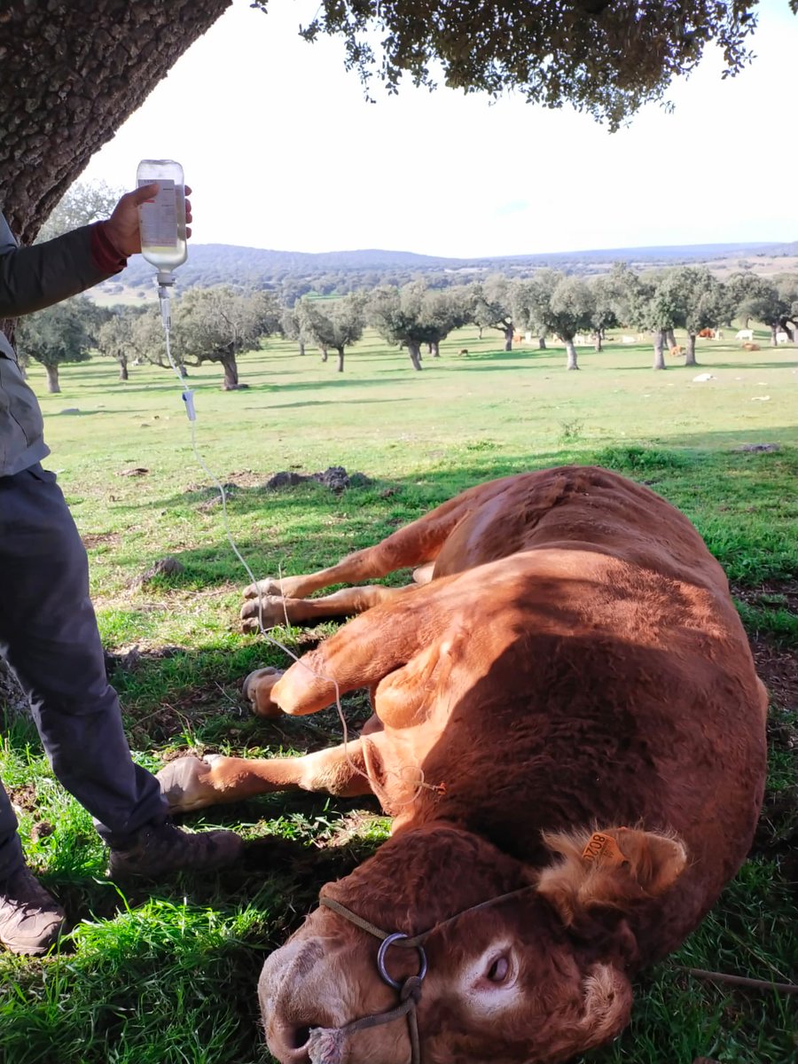 ACN_Veterinario's tweet photo. 💪Así de importantes son estos #SUPERVIVIENTES, hoy con nombres propios como Pablo Castilllo o Ricardo Morales o Juan José Ramírez, que desde su #ADSG de la #DehesaSalmantina nos hacen llegar estas imágenes de su día a día. https://t.co/21tduFk2KG