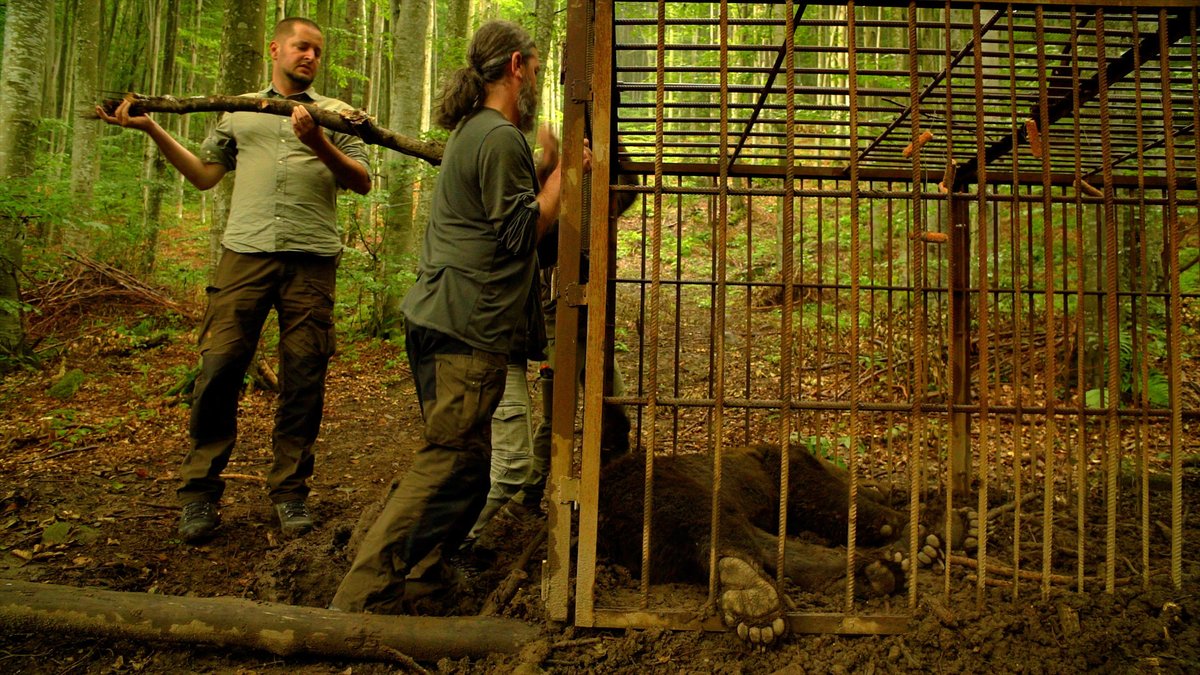 bluefrog_film's tweet photo. A young male bear that was monitored for 362 days had the largest home range of all our marked individuals, totaling 910,000 hectares, while it crossed 63 hunting units or the administrative territories of 75 municipalities.
https://t.co/M1tUXjrCma
#brownbear #MilvusGroup https://t.co/x6bQ3723j0