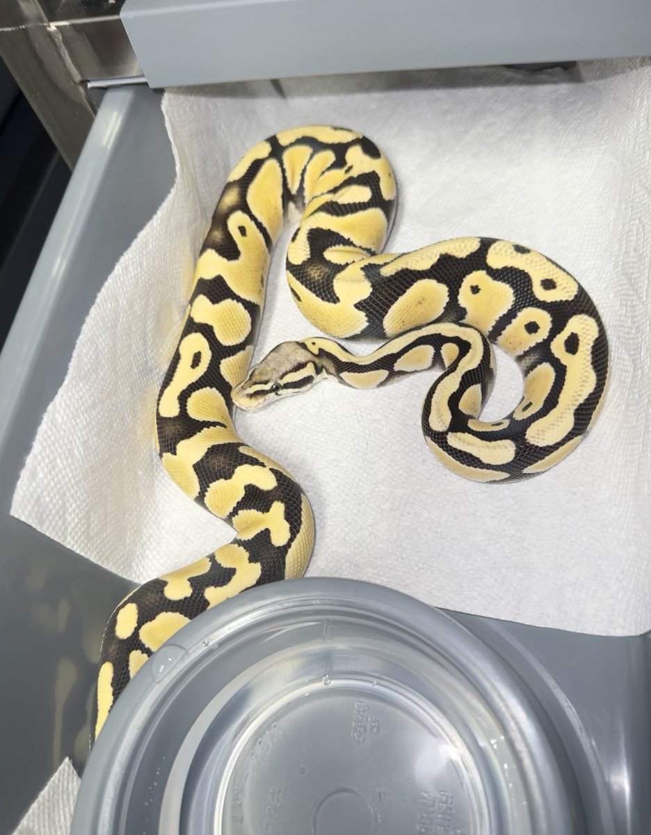 ForkBuns's tweet photo. Clean and bright. 
#snake #reptile #ballpython #desertghost https://t.co/cWXj9mayRF