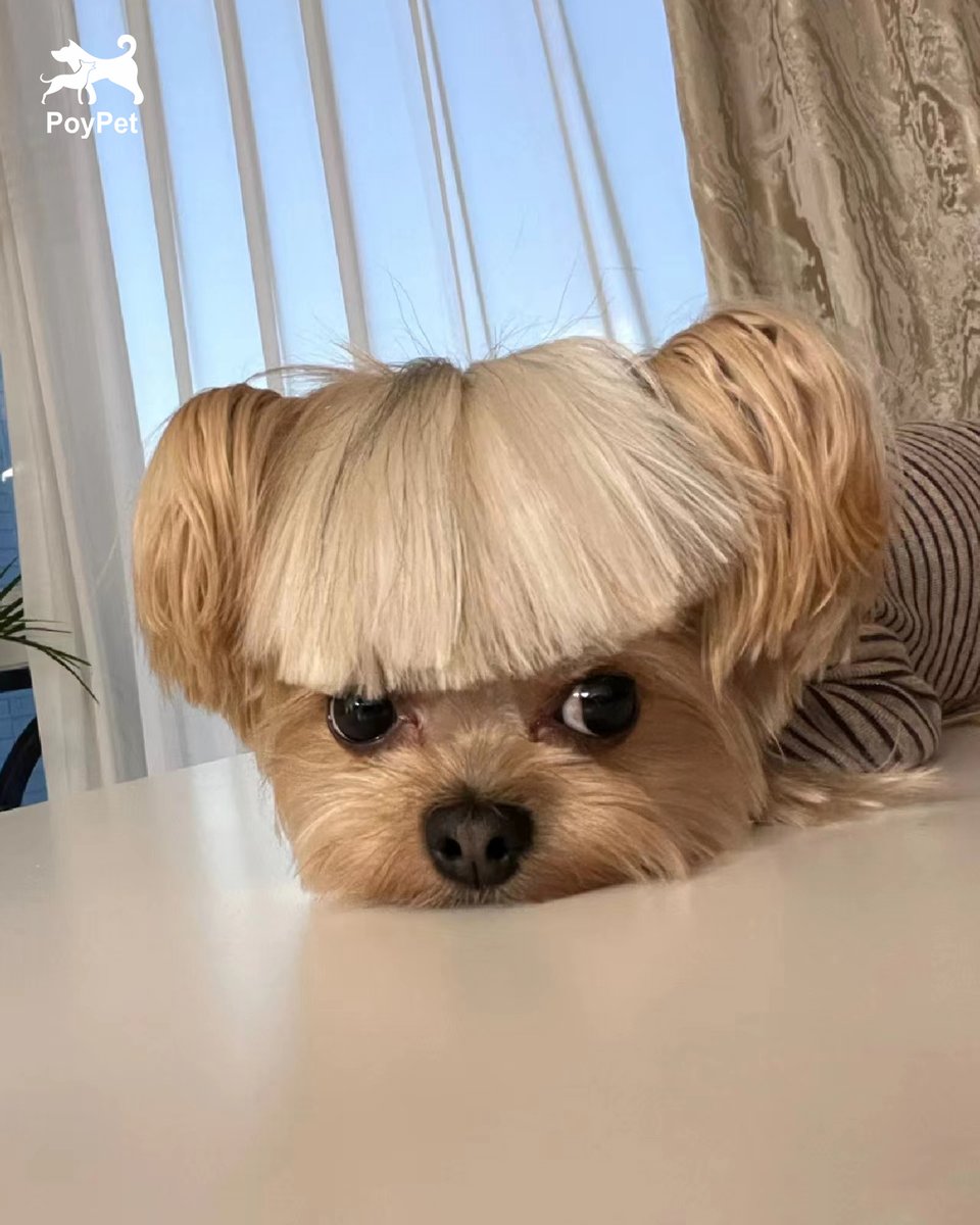 poy_pet's tweet image. A new haircut!😂🤣😅🐶💋
#Poypet #DogStyle #DogDaily #DogInfluencer #lovedog #doggy #dogsarefamily #dogoftheday #dogwalk #dogwalking
