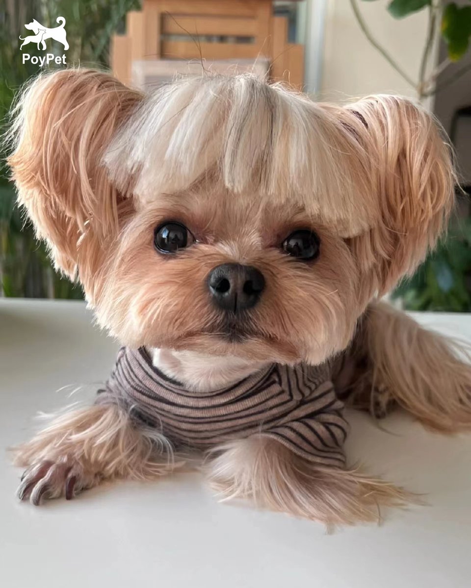 poy_pet's tweet image. A new haircut!😂🤣😅🐶💋
#Poypet #DogStyle #DogDaily #DogInfluencer #lovedog #doggy #dogsarefamily #dogoftheday #dogwalk #dogwalking