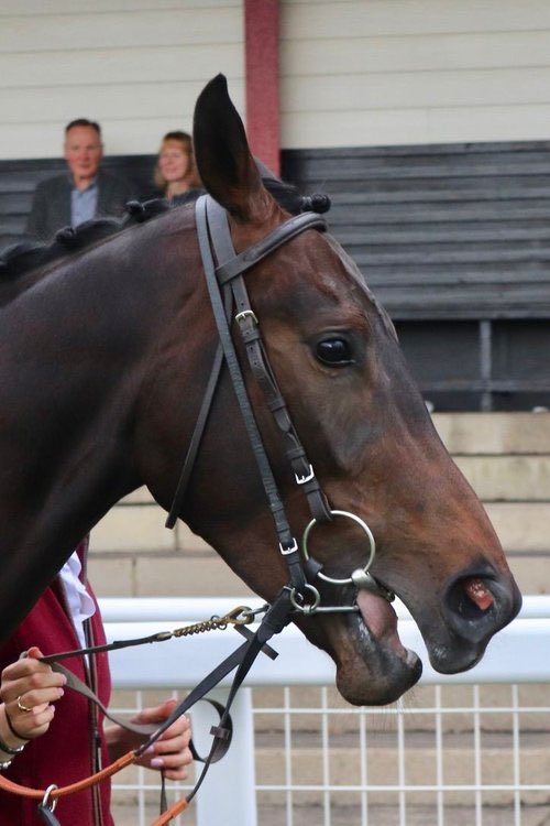 EWhillansRacing's tweet photo. 3️⃣ runners today!

🐎 Topkapi Star runs in the 1.45 @ayrracecourse with Peter Kavanagh on board 

🐎 Leostar goes in the 3.55 @ayrracecourse with @Dylanjockey2001 riding

🐎 Buford has his stable debut in the 4.55 @NewcastleRaces with @samjock22 in the saddle

Good luck all! https://t.co/HGDFmsscoy