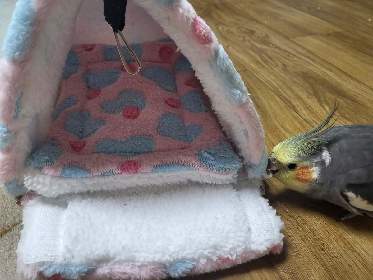 모란이 포치를 샀는데 생각보다 훨씬 거대하다;;;; 이거 어쩌지;;;;