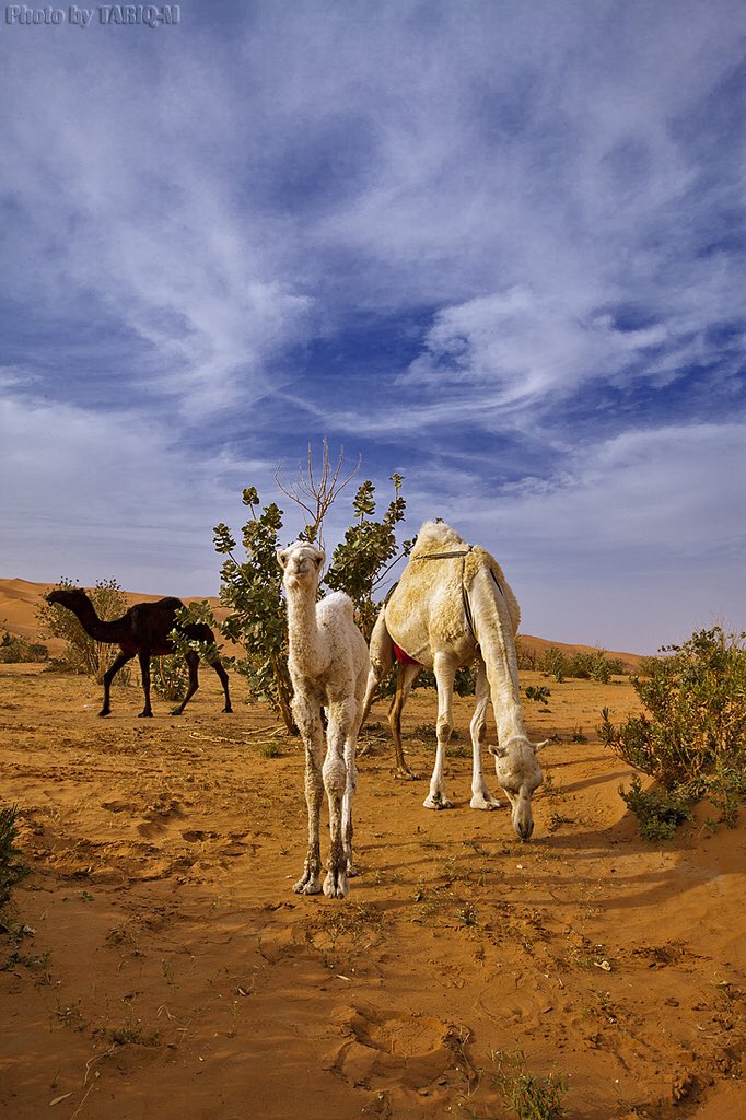 zaml_co's tweet photo. أقول لصاحبي #والعيس تهوى
               بنا بين المنيفة فالضمارِ
تمتع من شميم عرار نجدٍ
              فما بعد العشية من عرارِ

الصمة بن عبد الله القشيري https://t.co/jiIKw34zot