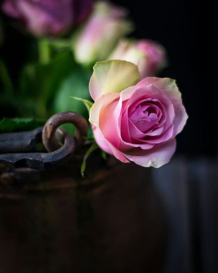 Lea_Pictures's tweet image. #Flowers