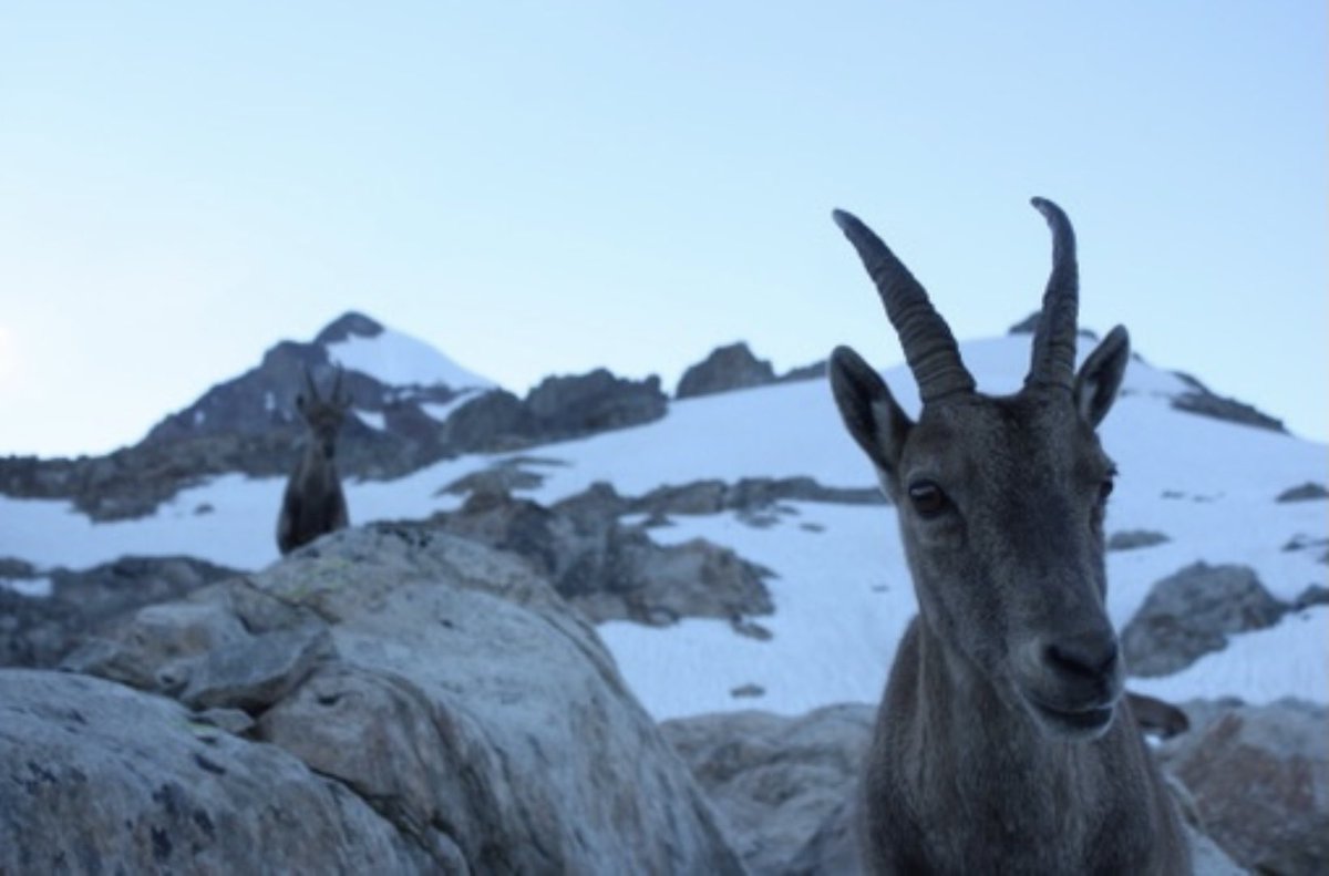 New paper just published in @RevueGeoAlpine by our colleagues from <a href="/edytem_fr/">edytem</a> and <a href="/FGSE_UNIL/">Faculté Géosciences et Environnement - UNIL</a>. 

It examines the role of the #animal as a #tourist attraction in the #Alps.  🦌🦫🦉
👇
journals.openedition.org/rga/11004

<a href="/unil/">Université de Lausanne</a> @LabexITTEM #tourism #phdlife #paper <a href="/Univ_Savoie/">UnivSavoieMontBlanc</a>
