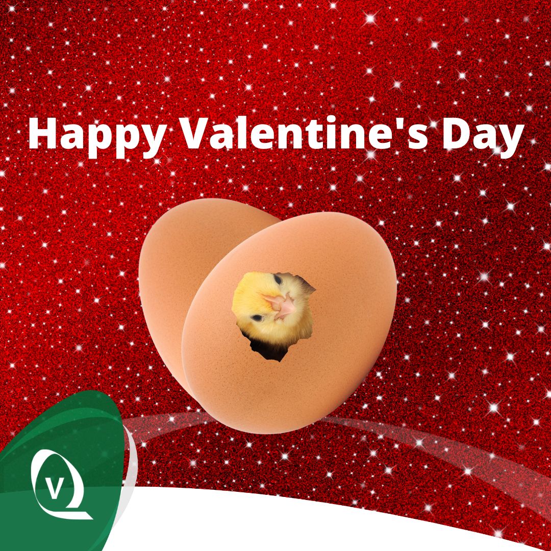 VencomaticGroup's tweet photo. We love what we do because of customers like you. 

Wishing you a Happy Valentine's Day.

Vencomatic Group

#happyvalentinesday #spreadlove #loveeggs #lovepoultry #vencomaticgroup https://t.co/fNTezbPmA3