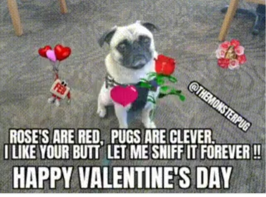 TheMonsterPug's tweet photo. https://t.co/m6LtRCNYi3