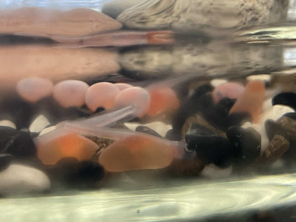 Mamafrich1's tweet photo. Our chum salmon eggs are hatching! We have a alevin! #sd41brentwood #givinglife #salmonforever #lifecycles https://t.co/gtGPuCJsey